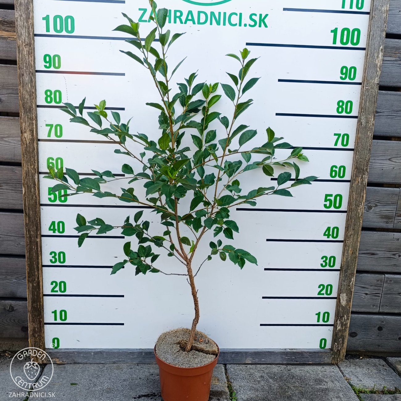 Obrázok Mini višňa - čerešňa višňová (Prunus cerasus x fruticosa) 'CARMINE JEWEL' - výška 70-90 cm, kont. C5L - KRÍKOVÁ